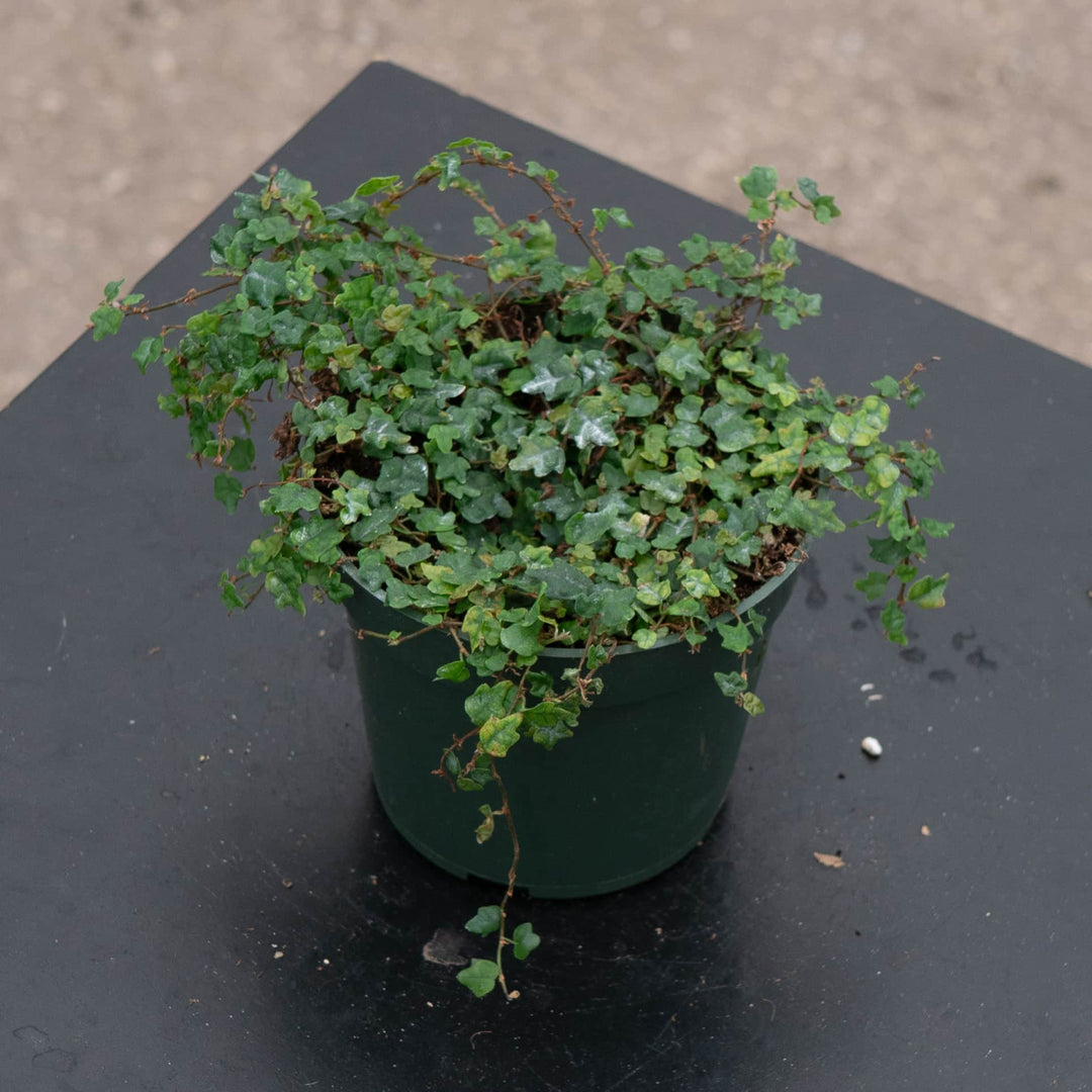 Gabriella Plants Ficus Ficus pumila 'Quercifolia' "Oak Leaf"