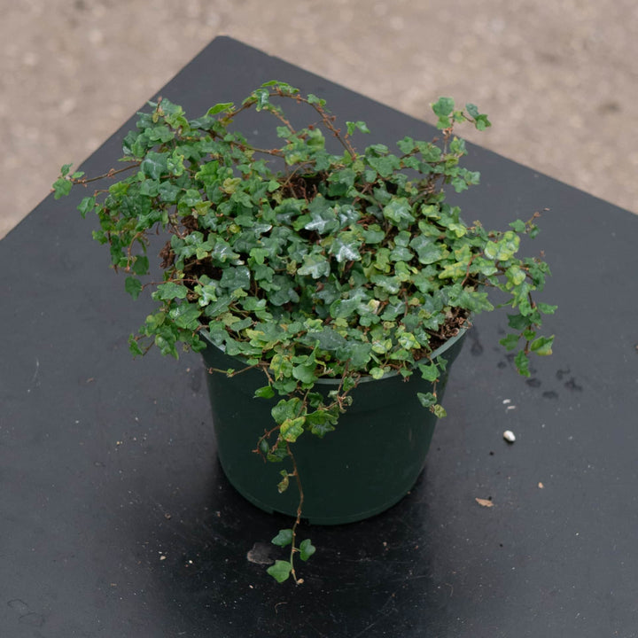 Gabriella Plants Ficus Ficus pumila 'Quercifolia' "Oak Leaf"