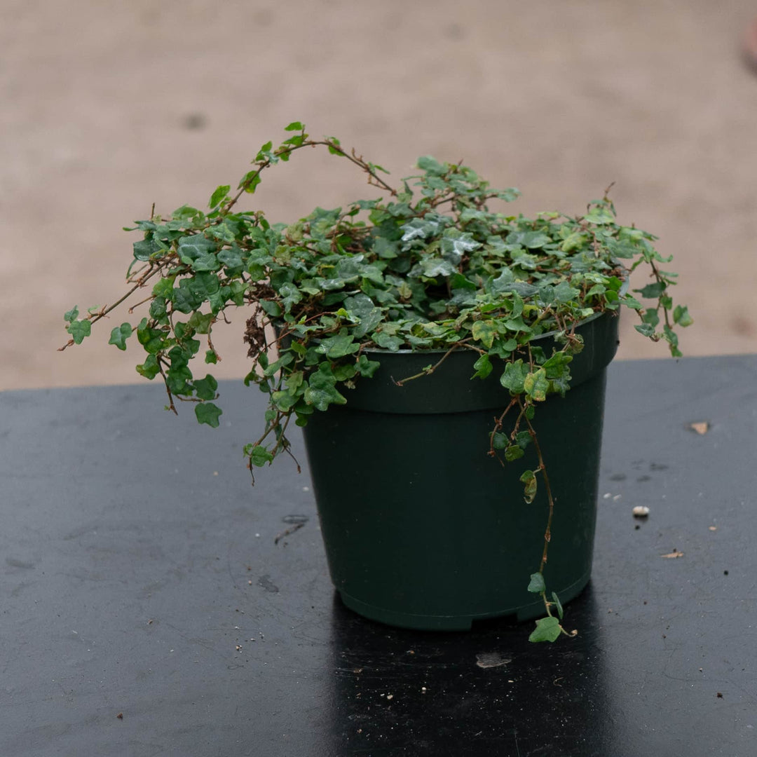 Gabriella Plants Ficus Ficus pumila 'Quercifolia' "Oak Leaf"