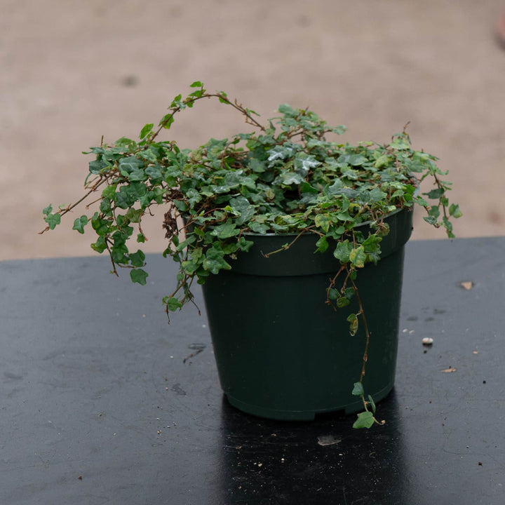 Gabriella Plants Ficus Ficus pumila 'Quercifolia' "Oak Leaf"