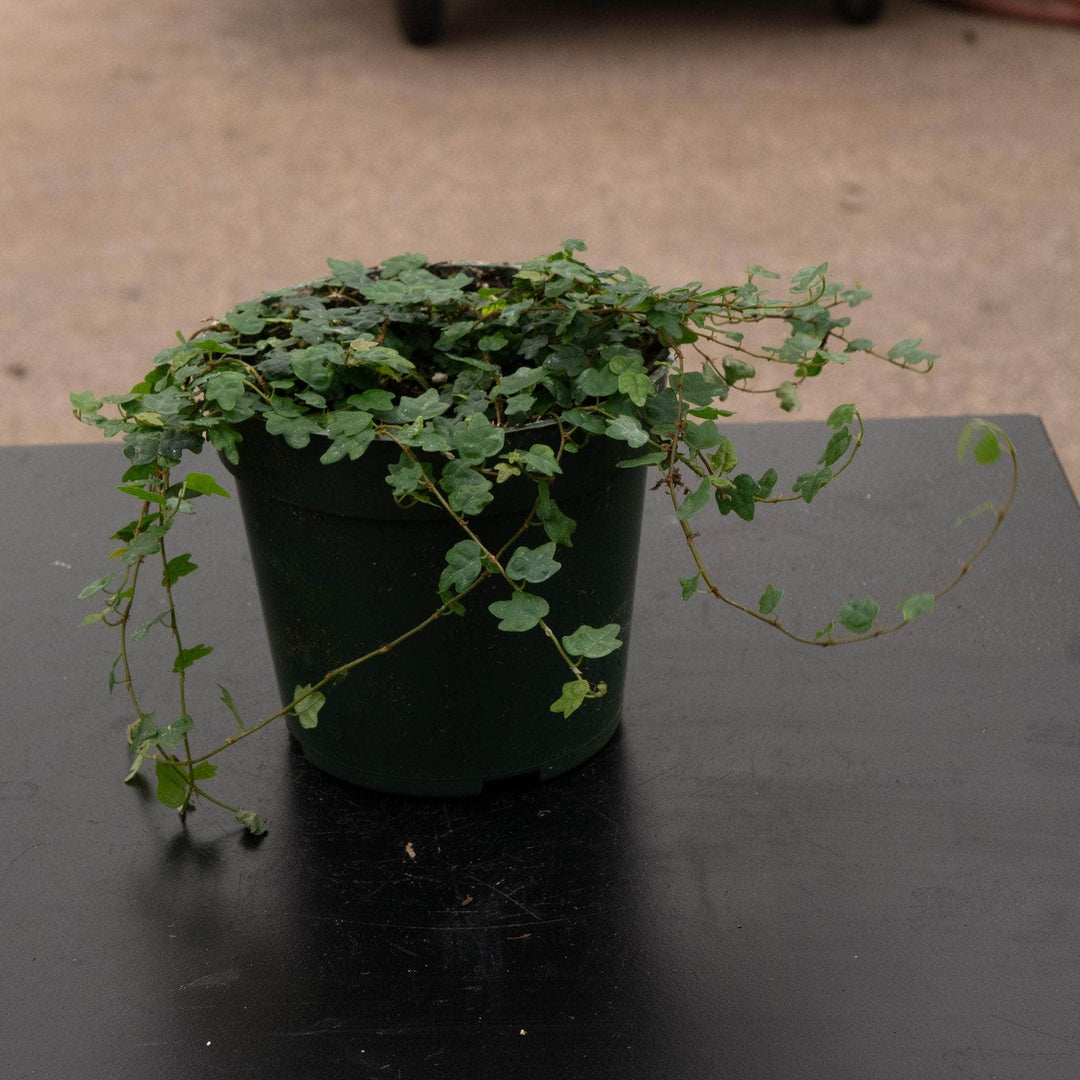 Gabriella Plants Ficus 4" Ficus pumila 'Quercifolia' "Oak Leaf"