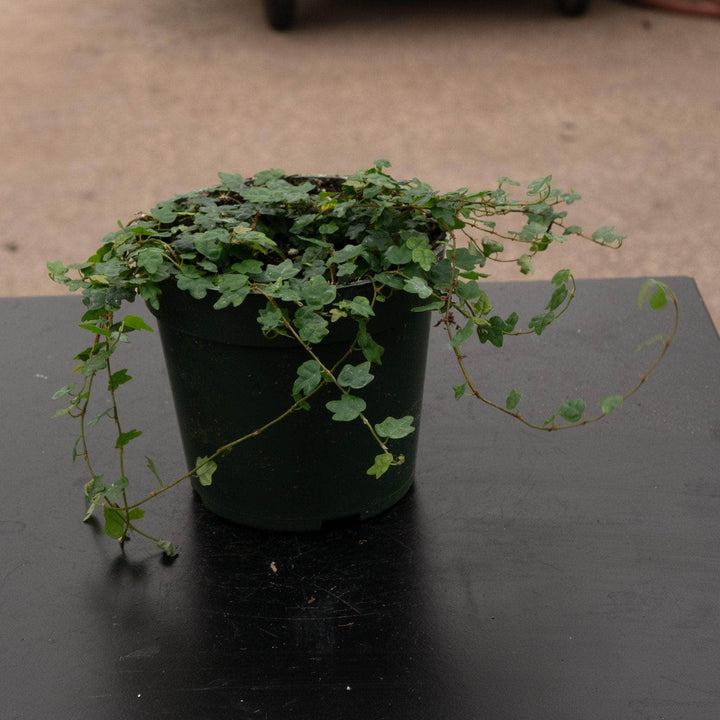 Gabriella Plants Ficus 4" Ficus pumila 'Quercifolia' "Oak Leaf"