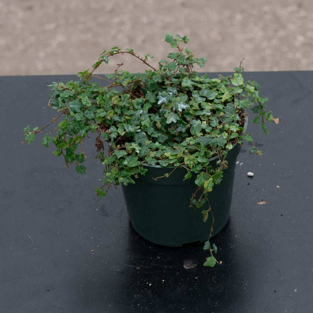 Gabriella Plants Ficus 4" Ficus pumila 'Quercifolia' "Oak Leaf"