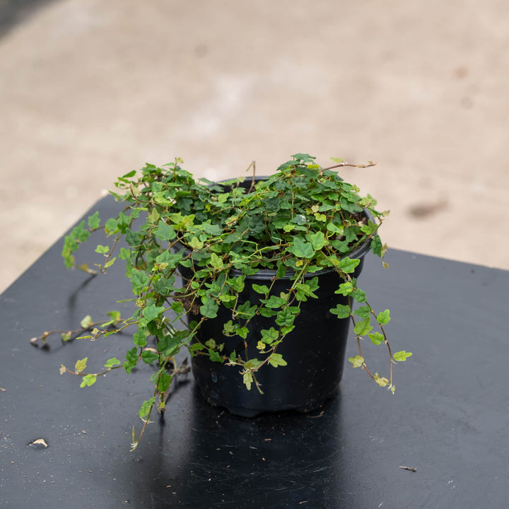 Gabriella Plants Ficus 4" Ficus pumila &