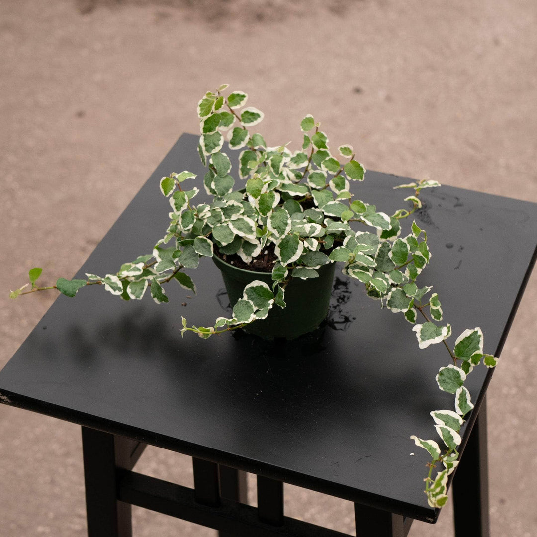 ficus pumila indoor plant Ficus pumila 'Variegata'