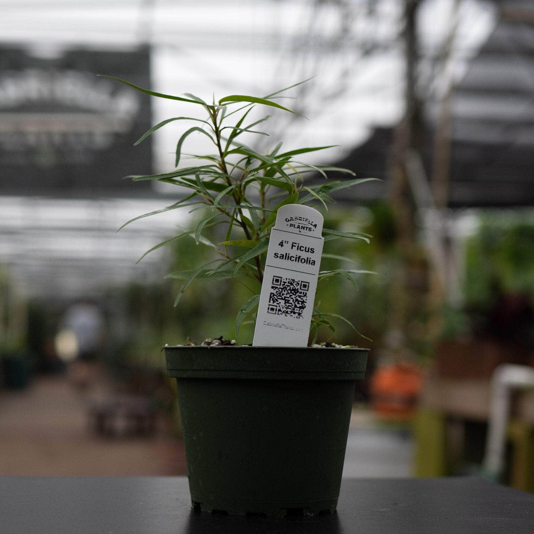 Gabriella Plants Ficus 4" Ficus salicifolia