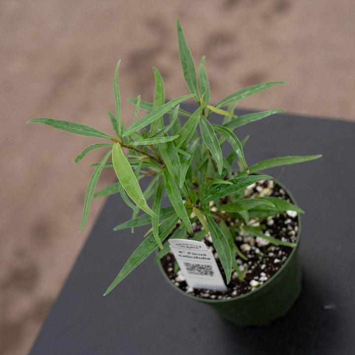Gabriella Plants Ficus 4" Ficus salicifolia