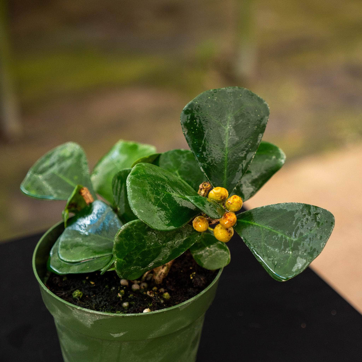 Ficus natalensis subsp. leprieurii - Gabriella Plants