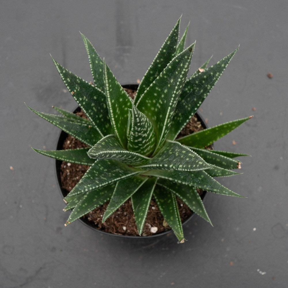 Gabriella Plants Succulent/Cactus 4" Gasteria 'Kyaka'