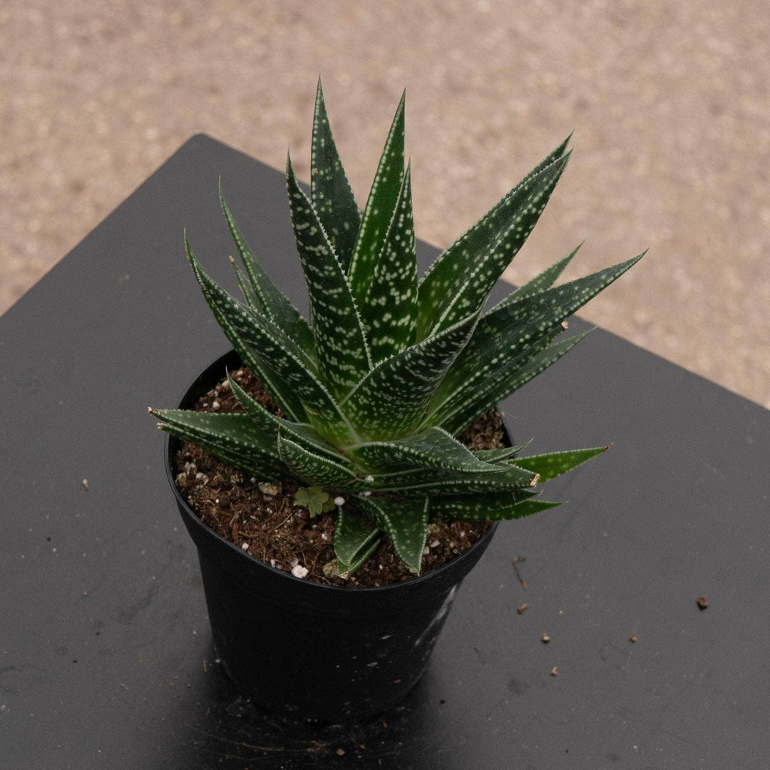 Gabriella Plants Succulent/Cactus 4" Gasteria 'Kyaka'
