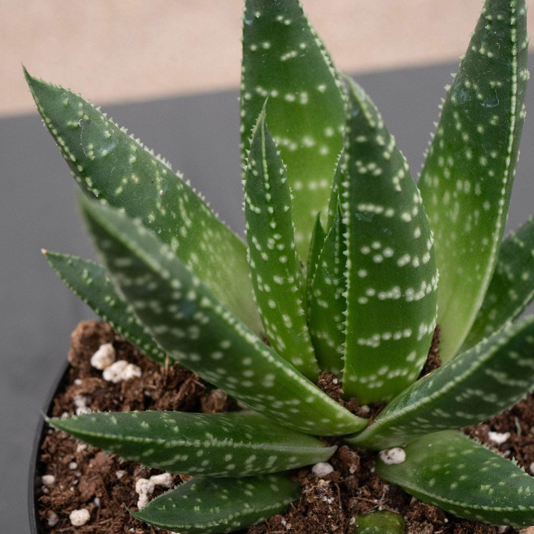 Gabriella Plants Succulent/Cactus 4" Gasteria 'Royal Wolfgang'