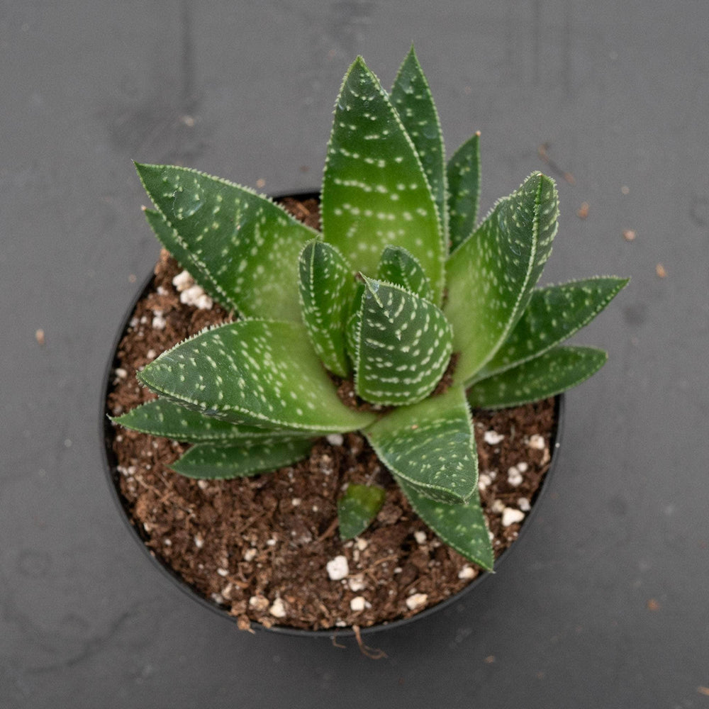 Gabriella Plants Succulent/Cactus 4" Gasteria 'Royal Wolfgang'