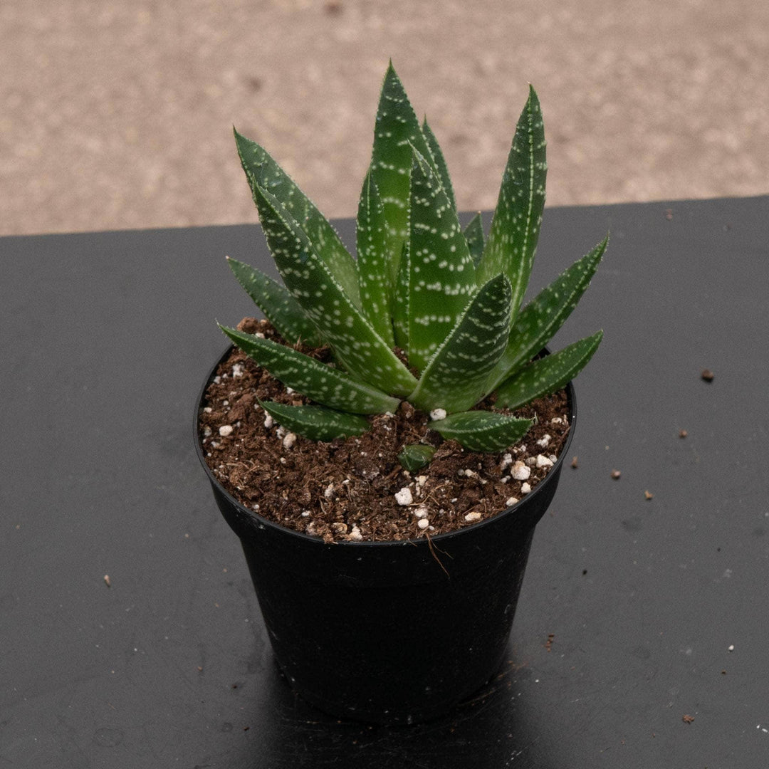 Gabriella Plants Succulent/Cactus 4" Gasteria 'Royal Wolfgang'