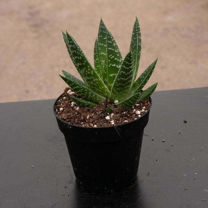 Gabriella Plants Succulent/Cactus 4" Gasteria 'Royal Wolfgang'