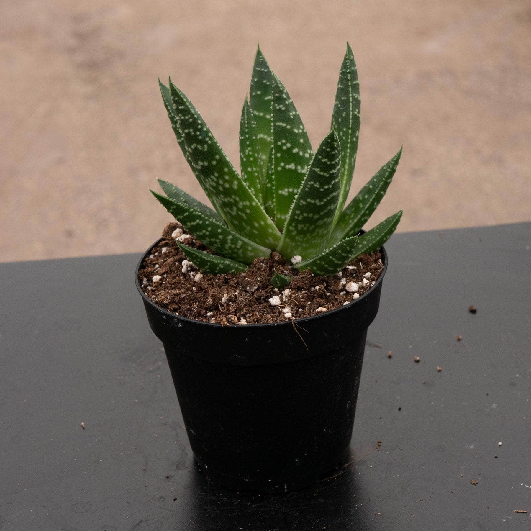 royal albert succulent Gasteria 'Royal Wolfgang'