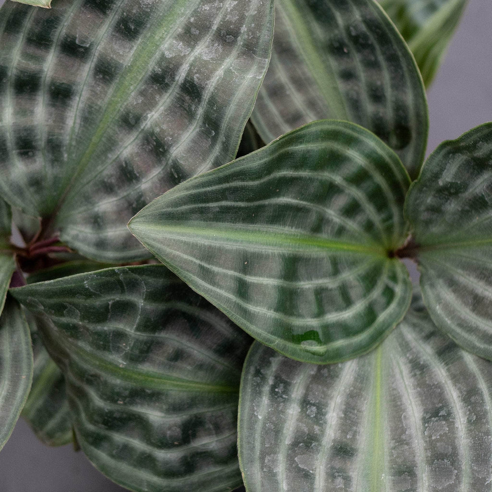 Gabriella Plants Other 4" Geogenanthus poeppigii