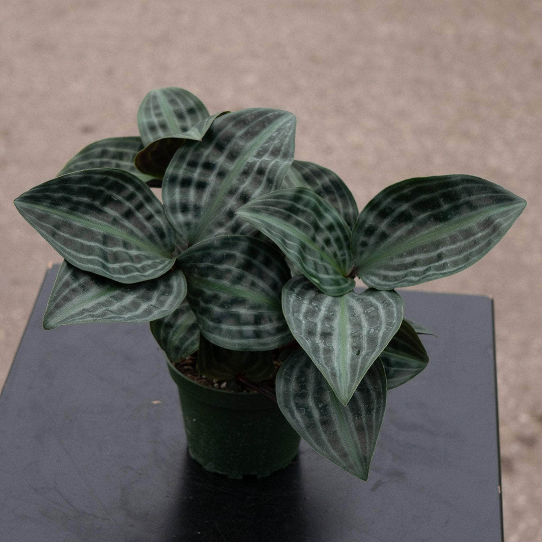 Gabriella Plants Other 4" Geogenanthus poeppigii