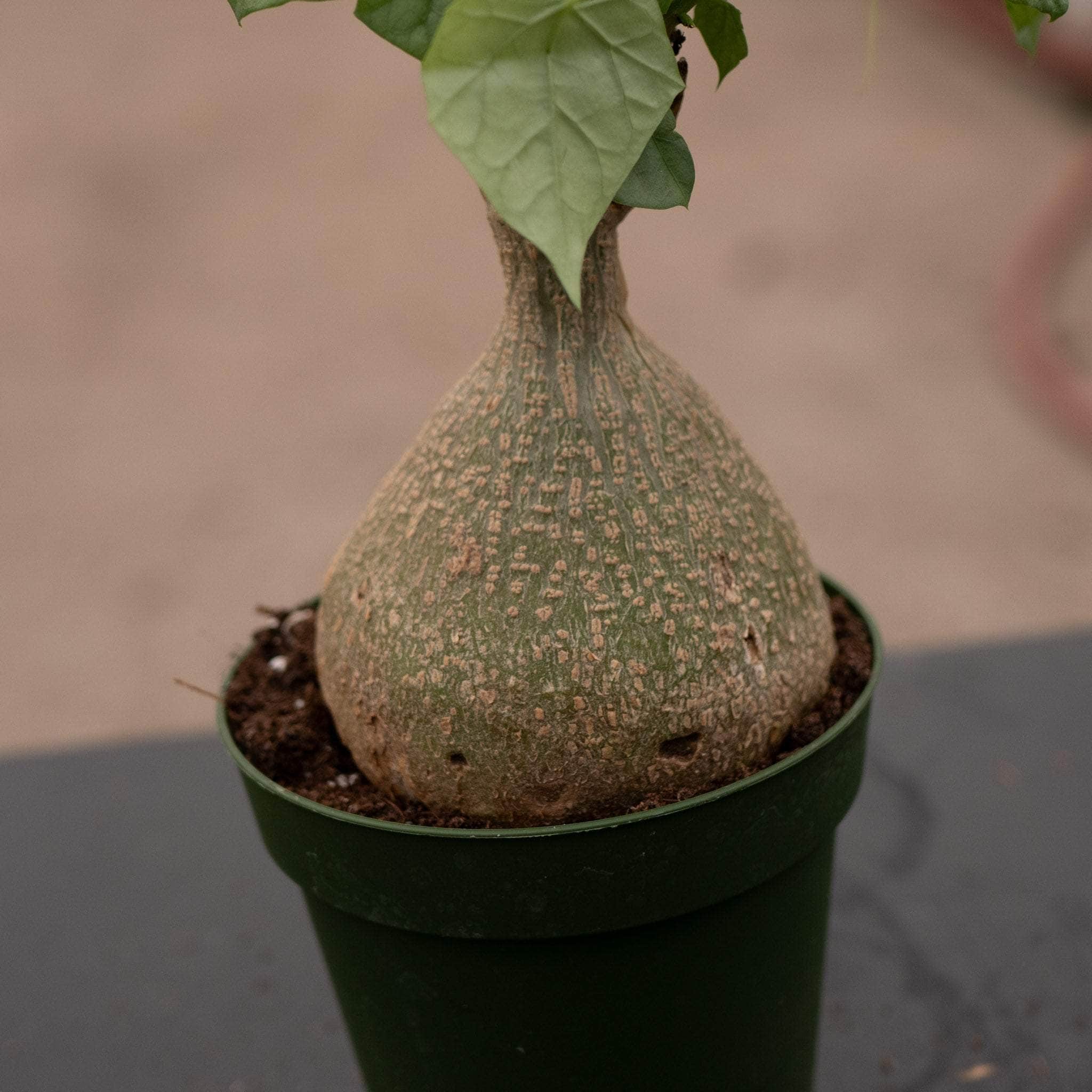 Gerrardanthus macrorhizus 'Bigfoot' - Gabriella Plants