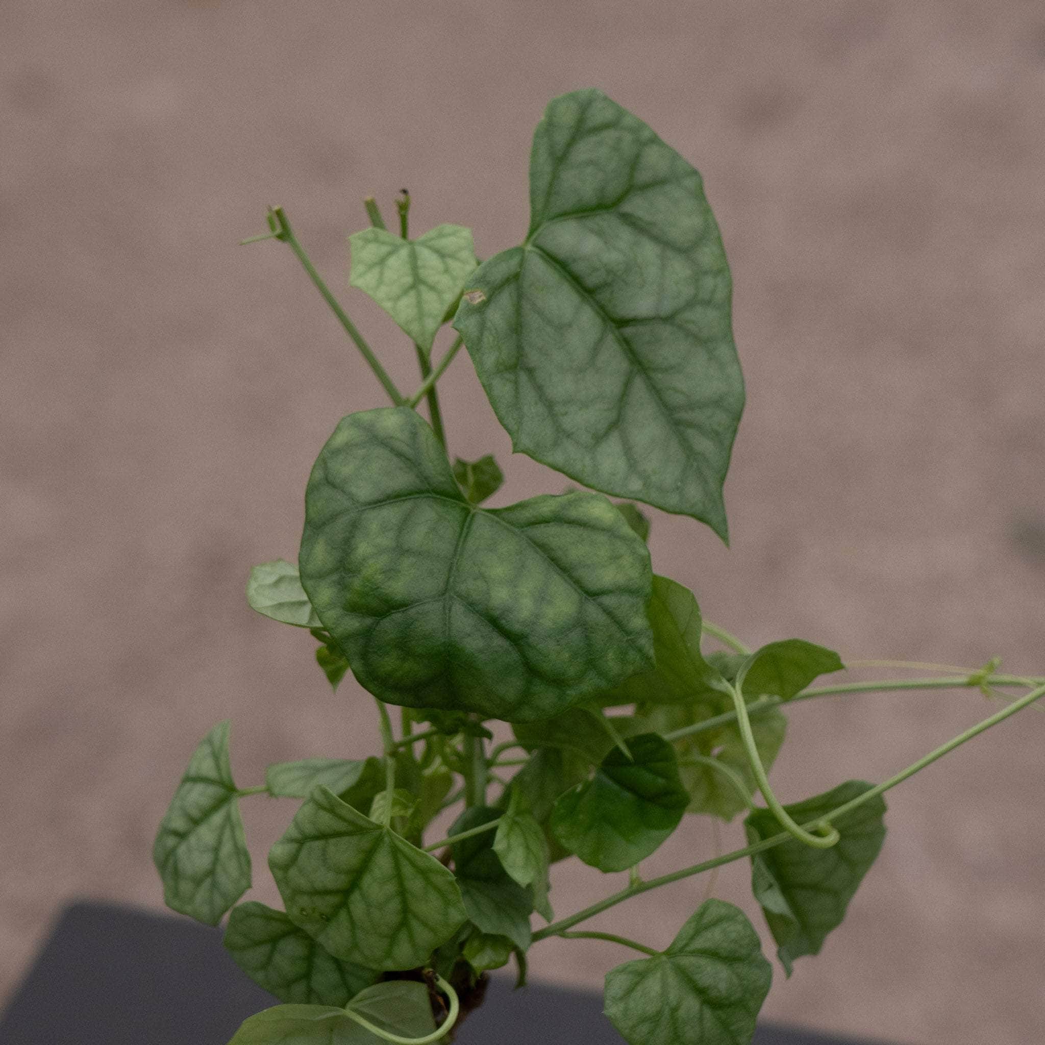 Gerrardanthus macrorhizus 'Bigfoot' - Gabriella Plants