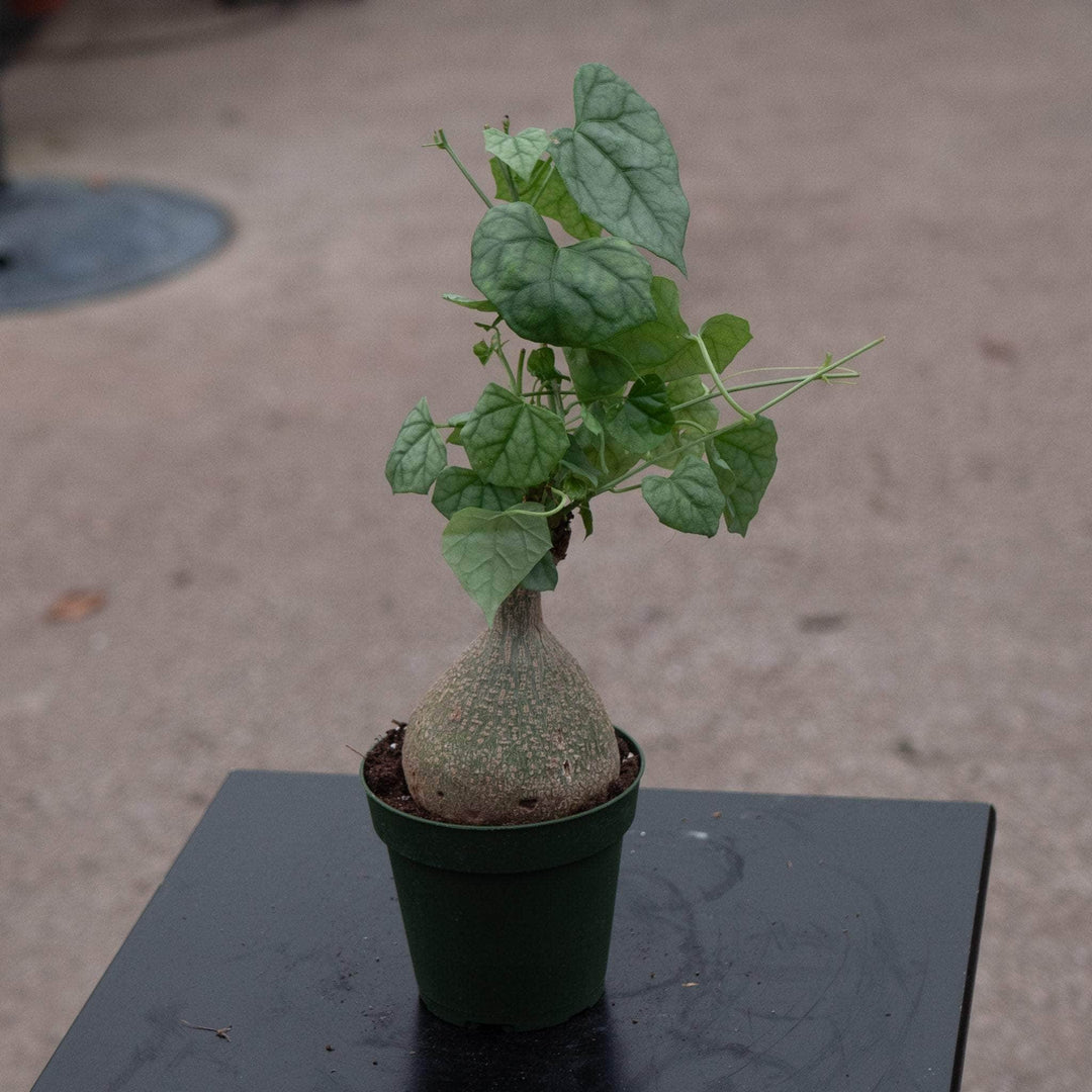 Gabriella Plants Caudiciforms 4" Gerrardanthus macrorhizus 'Bigfoot'