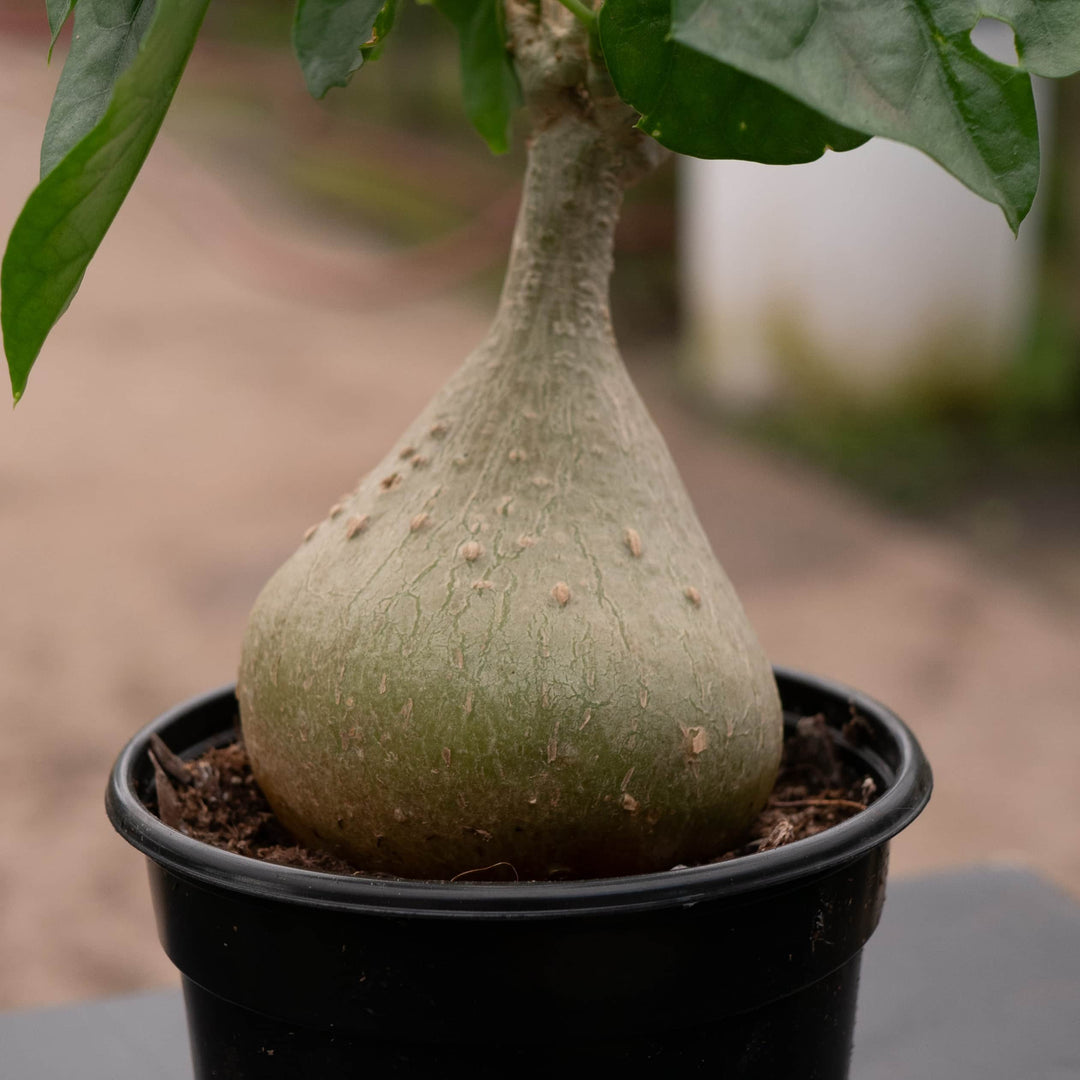bigfoot succulent Gerrardanthus macrorhizus 'Bigfoot'