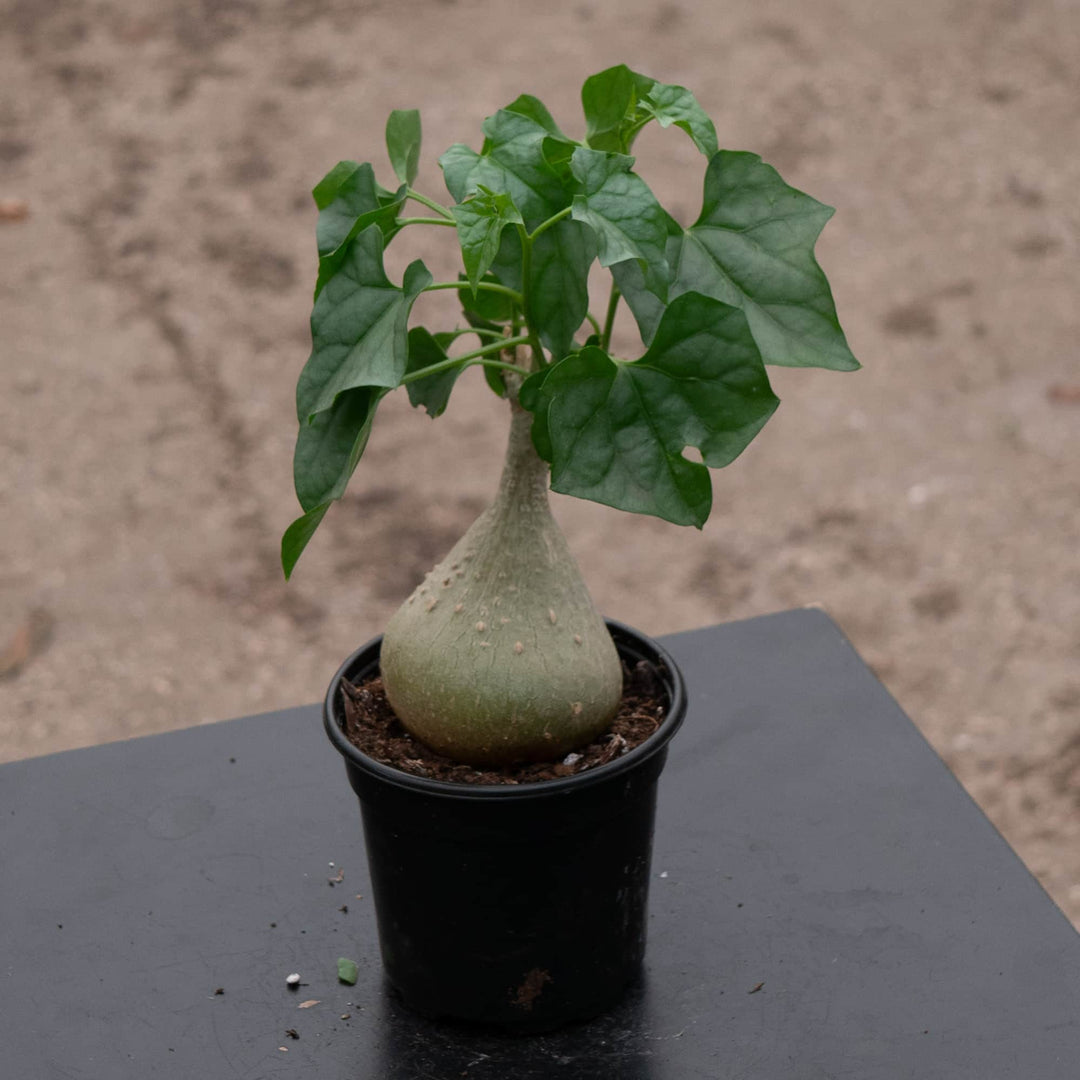Gabriella Plants Caudiciforms 4" Gerrardanthus macrorhizus 'Bigfoot'