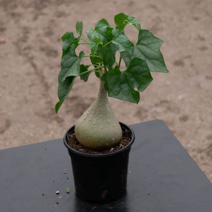 Gabriella Plants Caudiciforms 4" Gerrardanthus macrorhizus 'Bigfoot'