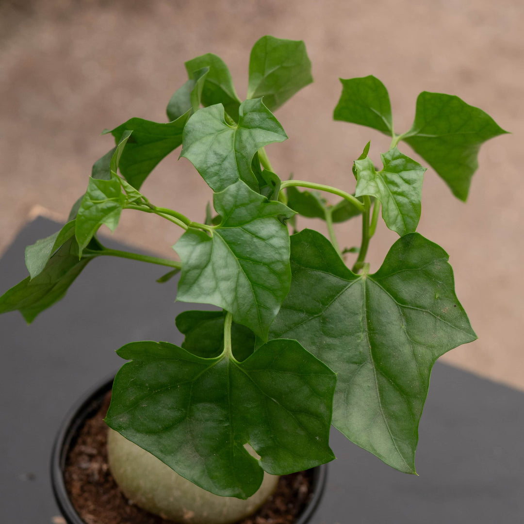 Gabriella Plants Caudiciforms 4" Gerrardanthus macrorhizus 'Bigfoot'