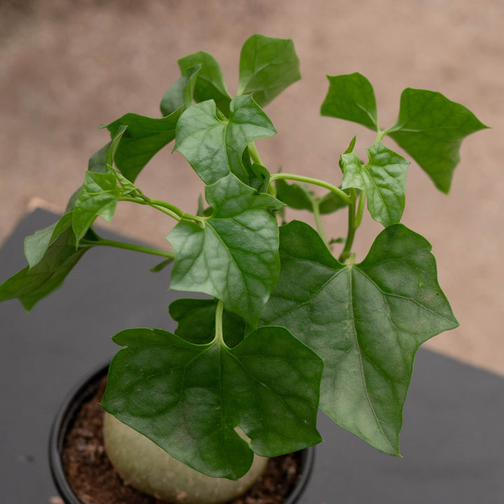 Gabriella Plants Caudiciforms 4" Gerrardanthus macrorhizus 'Bigfoot'