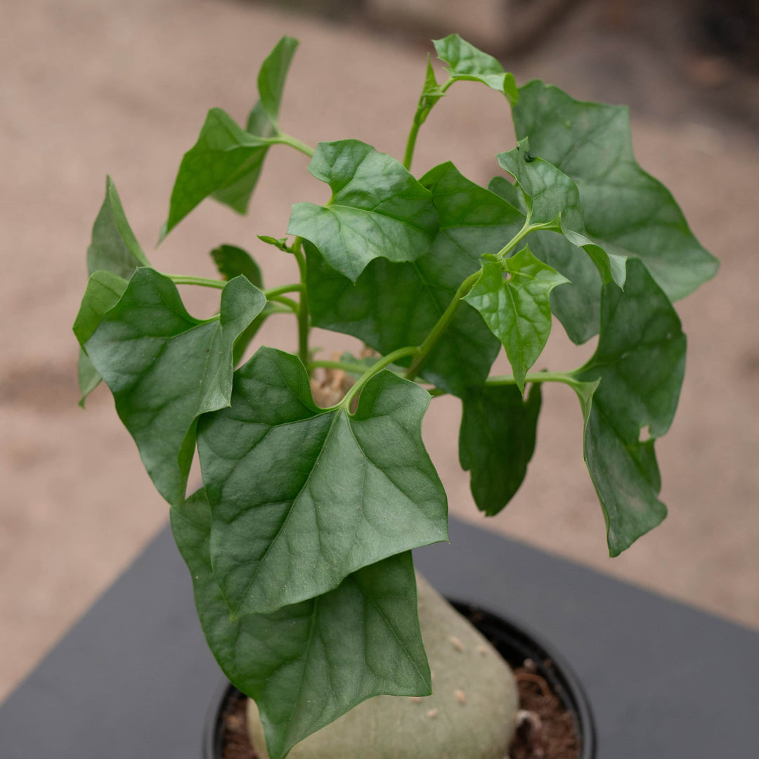Gabriella Plants Caudiciforms 4" Gerrardanthus macrorhizus 'Bigfoot'