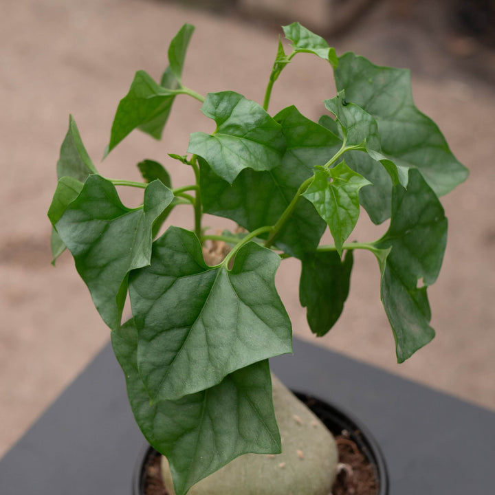 Gabriella Plants Caudiciforms 4" Gerrardanthus macrorhizus 'Bigfoot'