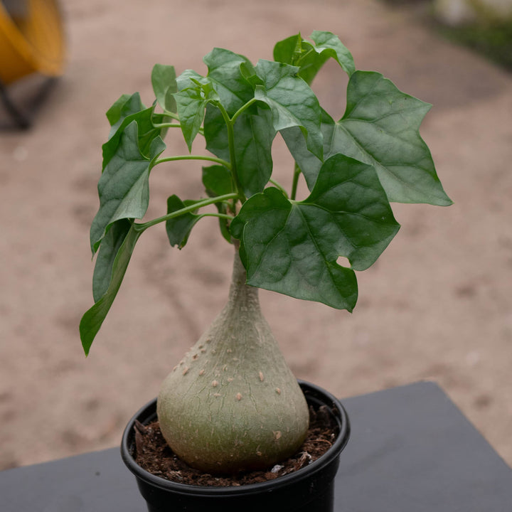 Gabriella Plants Caudiciforms 4" Gerrardanthus macrorhizus 'Bigfoot'