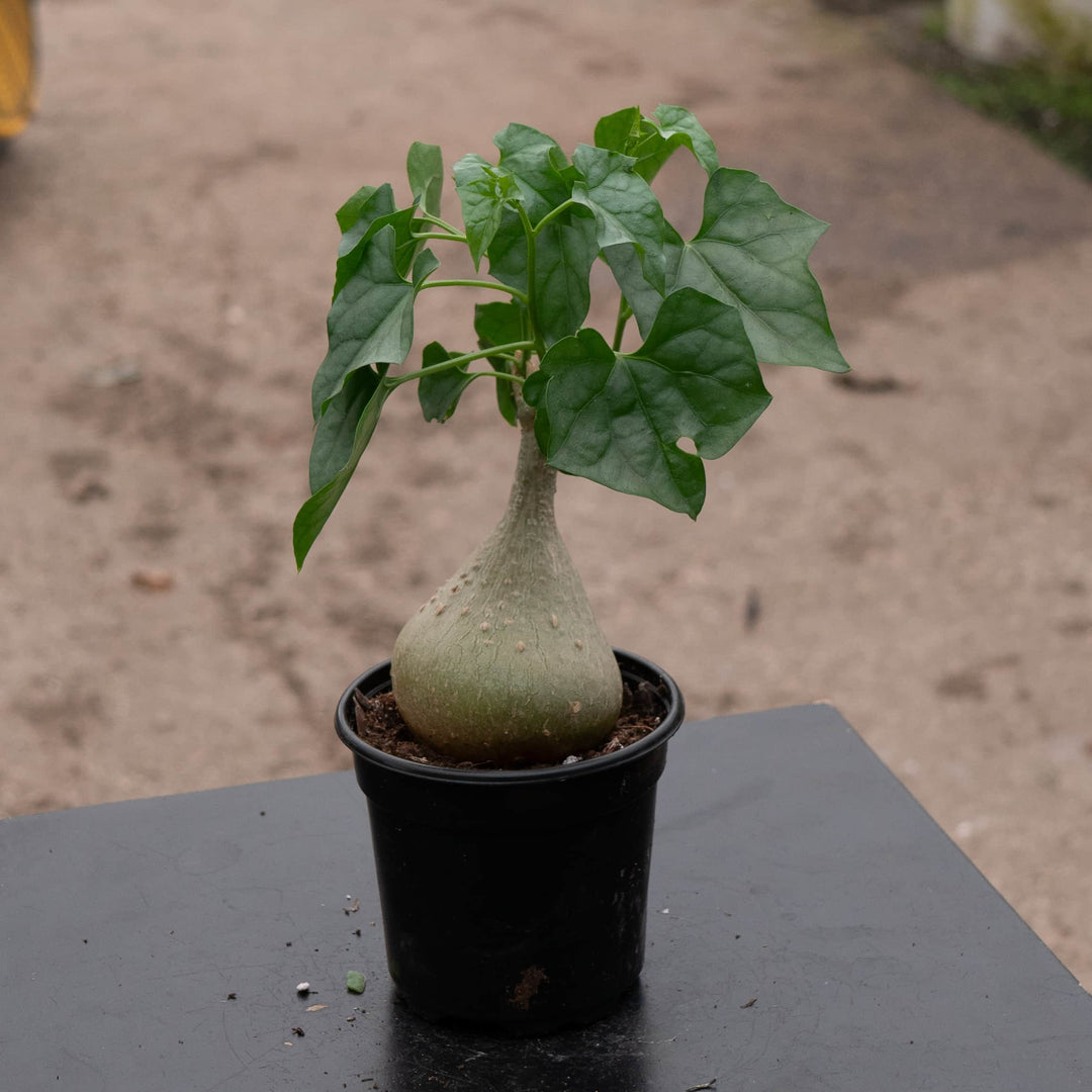Gabriella Plants Caudiciforms 4" Gerrardanthus macrorhizus 'Bigfoot'
