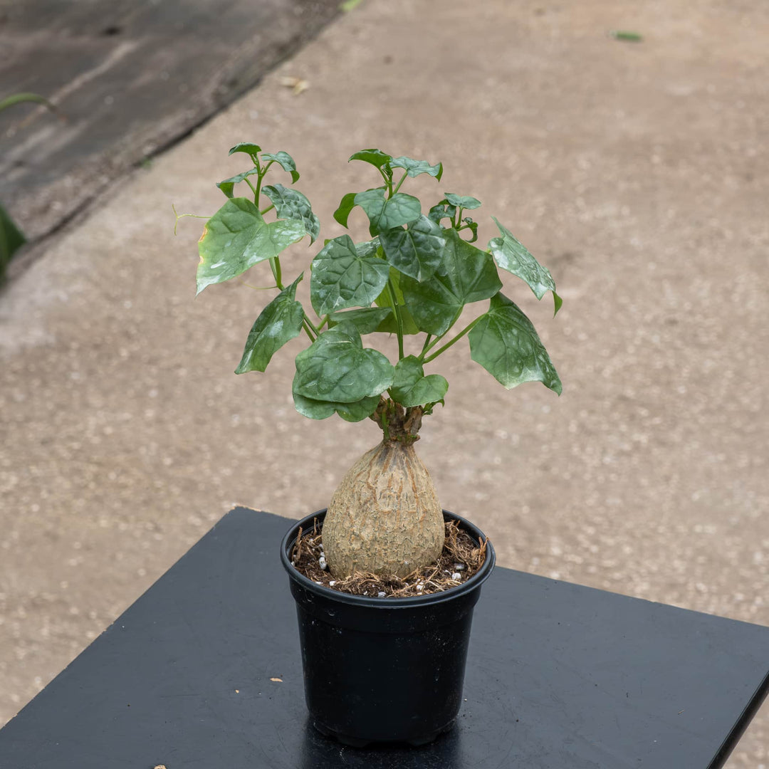 Gabriella Plants Caudiciforms 4" Gerrardanthus macrorhizus 'Bigfoot'