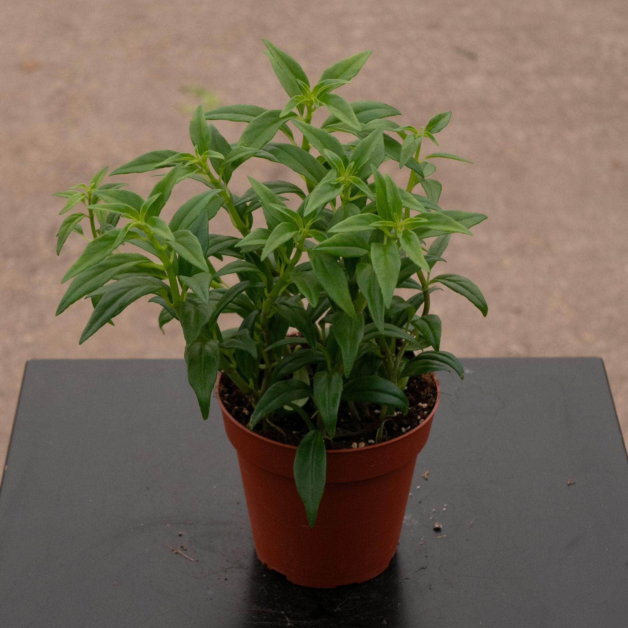 Goldfish Columnea hirta - Gabriella Plants
