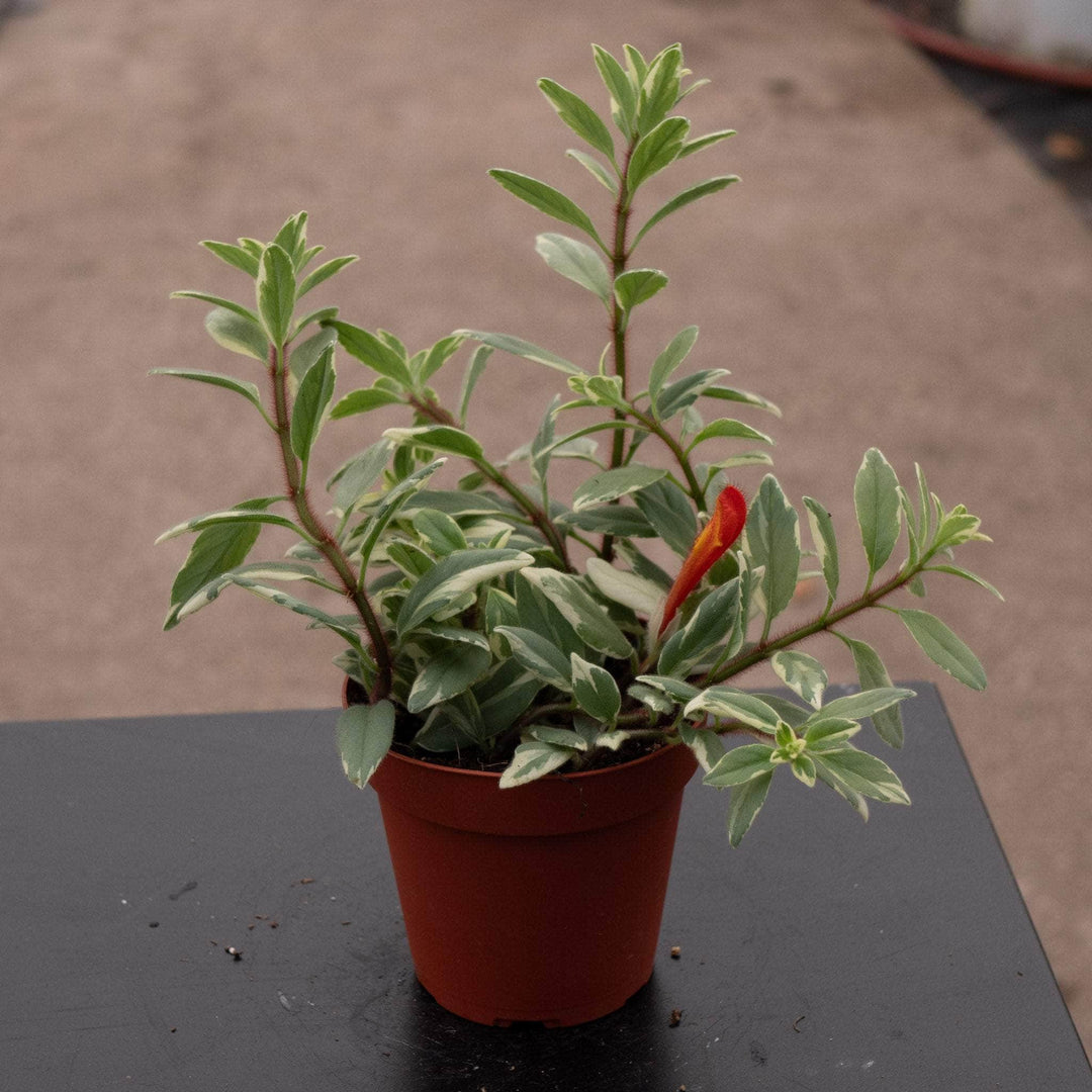 goldfish chlorophytum Goldfish Columnea hirta 'Light Prince'