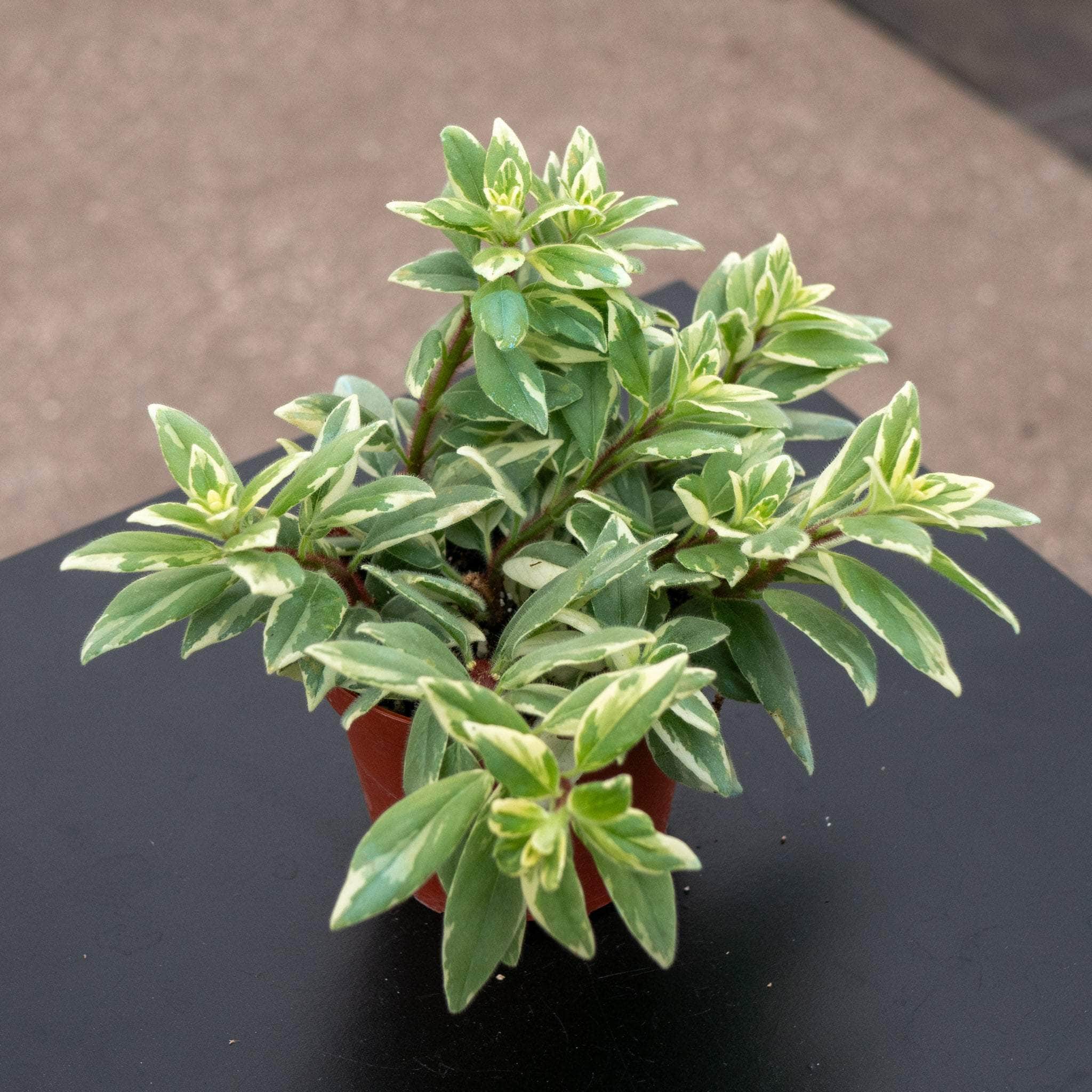 Goldfish Columnea hirta ‘Light Prince’
