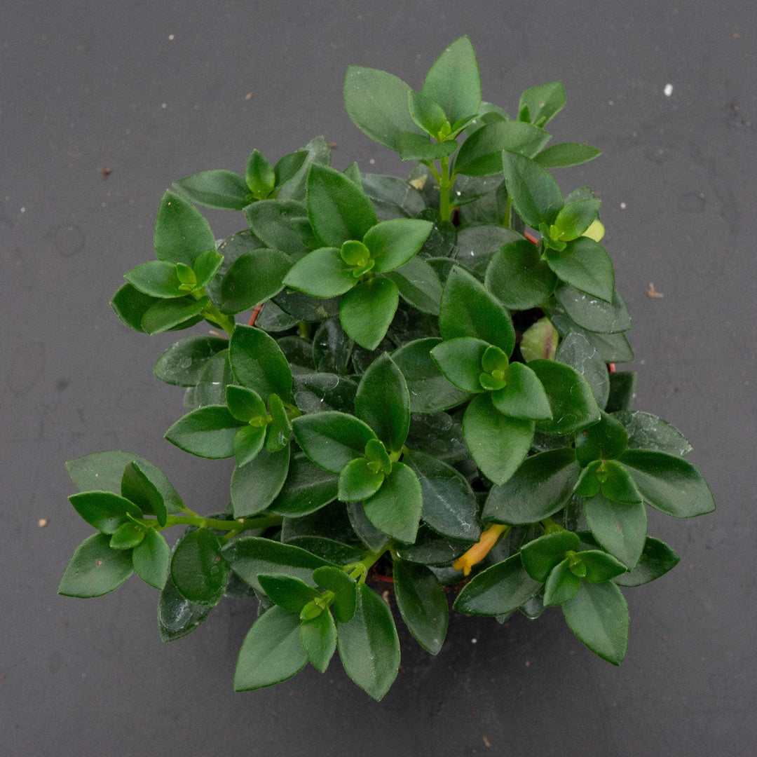 goldfish succulent plant Goldfish Nematanthus 'Castanet'