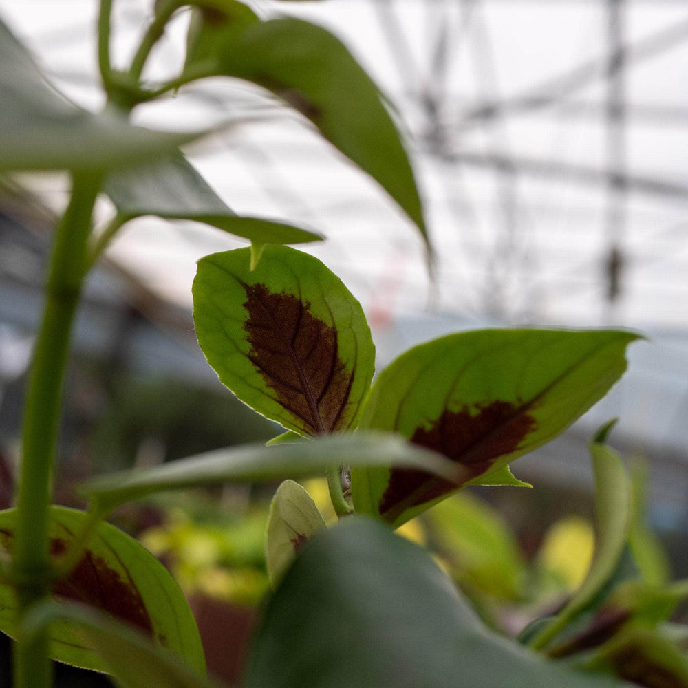 Gabriella Plants Epiphyte Goldfish Nematanthus 'Champagne Jam'