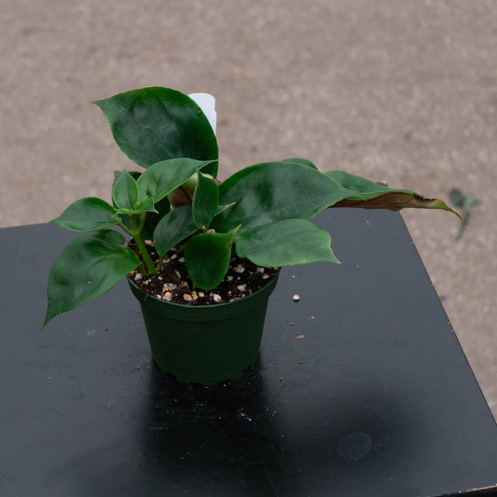 Gabriella Plants Epiphyte Goldfish Nematanthus 'Champagne Jam'