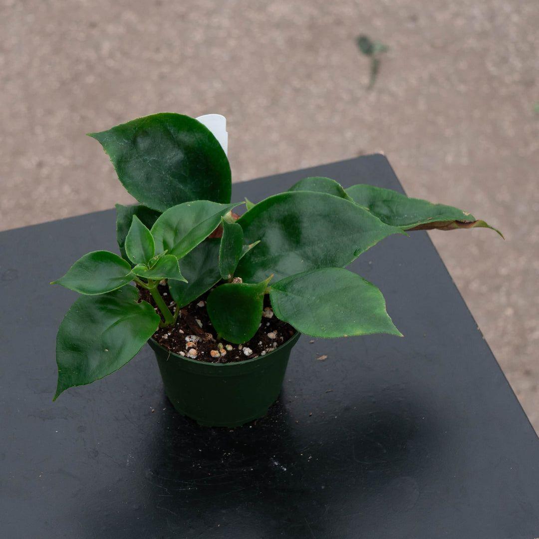 Gabriella Plants Epiphyte Goldfish Nematanthus 'Champagne Jam'