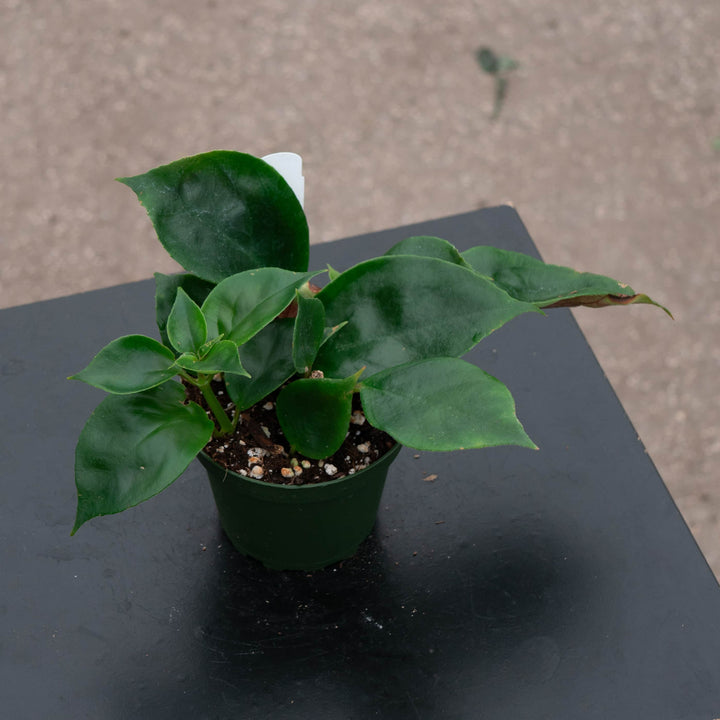 Gabriella Plants Epiphyte Goldfish Nematanthus 'Champagne Jam'