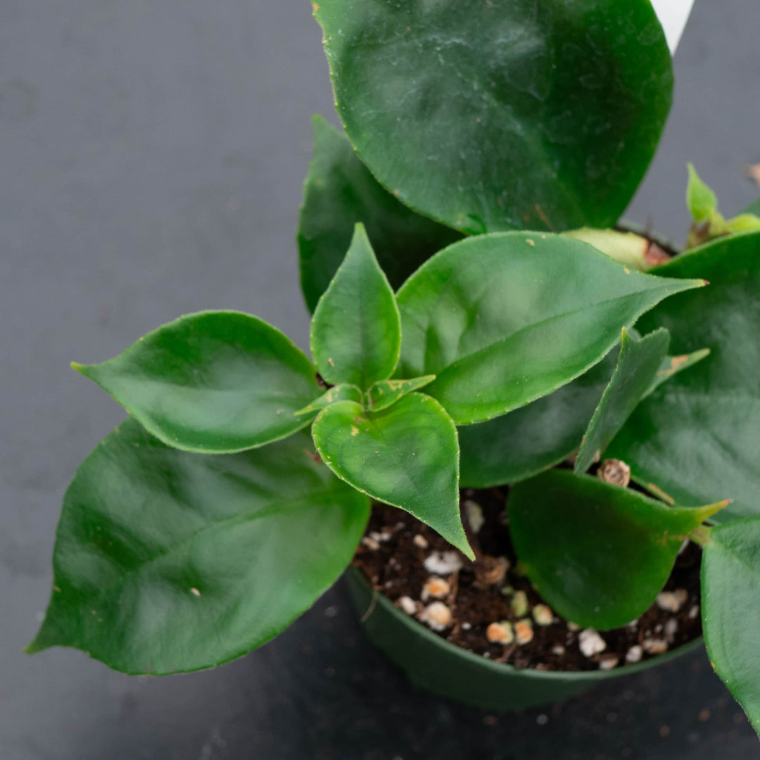 Gabriella Plants Epiphyte Goldfish Nematanthus 'Champagne Jam'