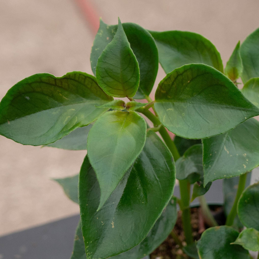 Gabriella Plants Epiphyte Goldfish Nematanthus &