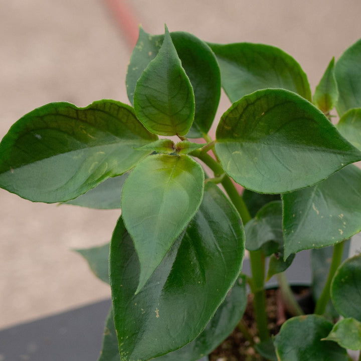 Gabriella Plants Epiphyte Goldfish Nematanthus &
