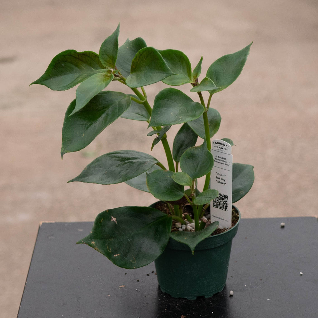 Gabriella Plants Epiphyte Goldfish Nematanthus &