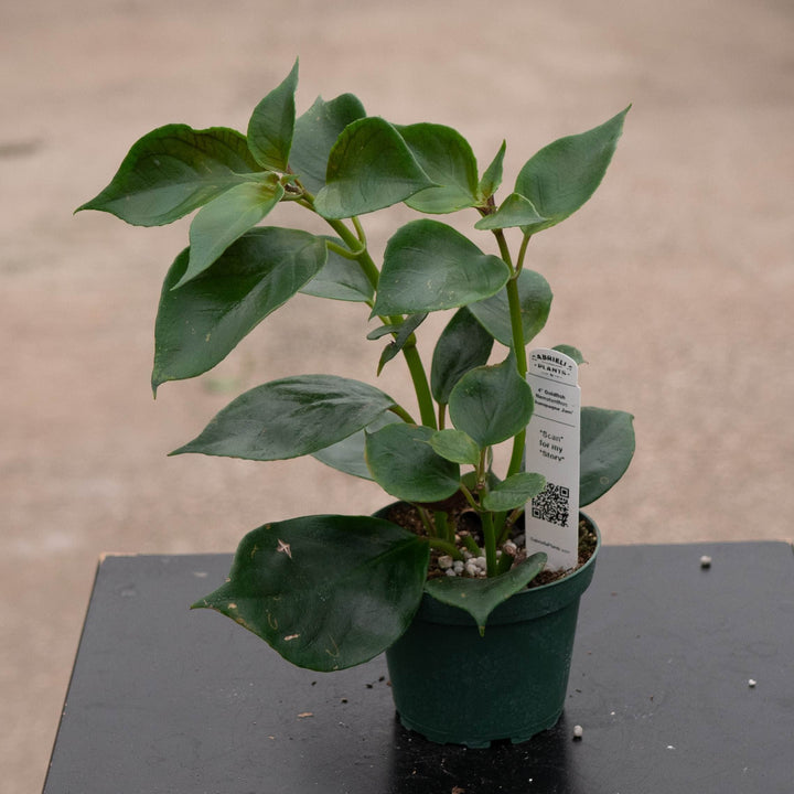 Gabriella Plants Epiphyte Goldfish Nematanthus &