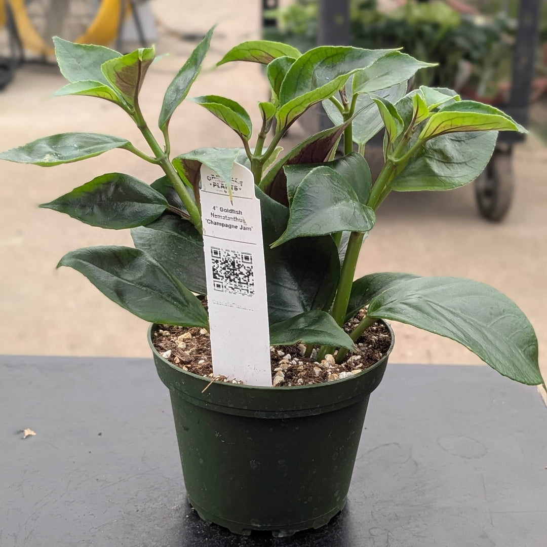 Gabriella Plants Epiphyte 4" Goldfish Nematanthus 'Champagne Jam'