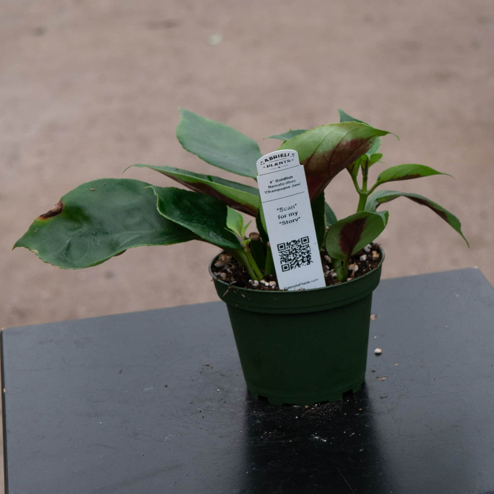 Gabriella Plants Epiphyte 4" Goldfish Nematanthus 'Champagne Jam'