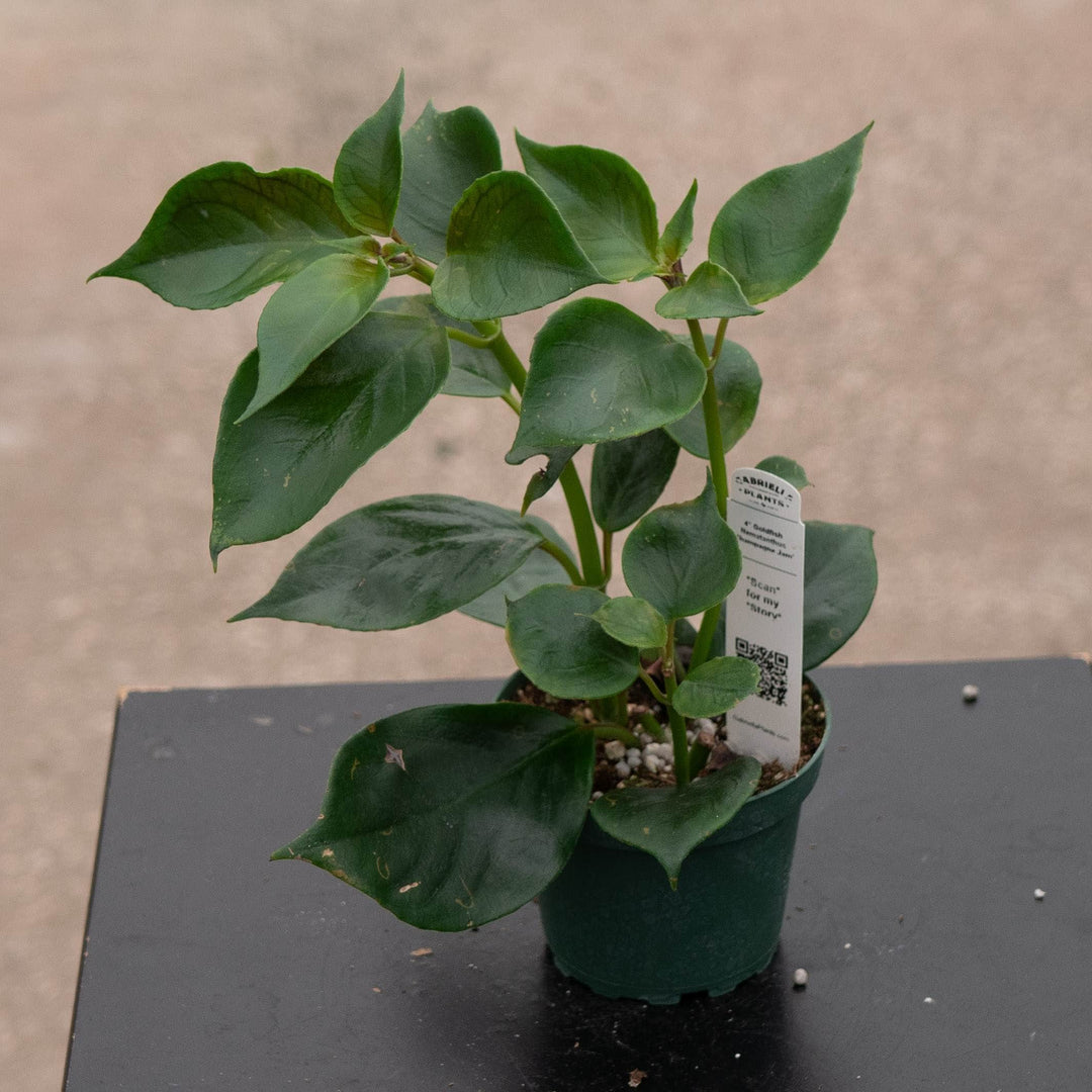 Gabriella Plants Epiphyte 4" Goldfish Nematanthus 'Champagne Jam'